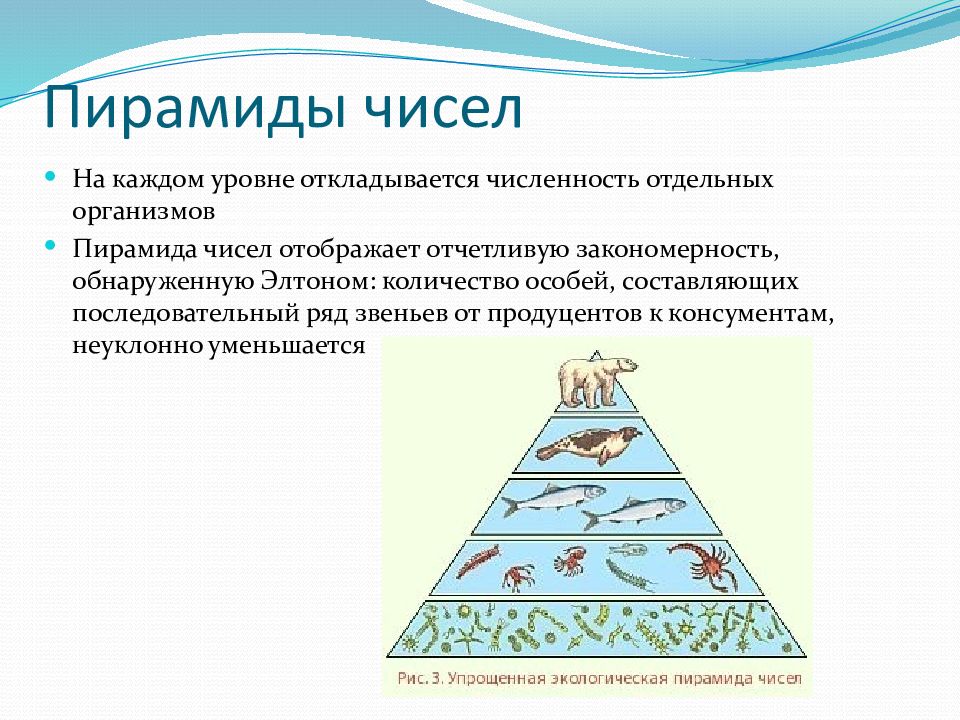 Пирамиды биология 11 класс
