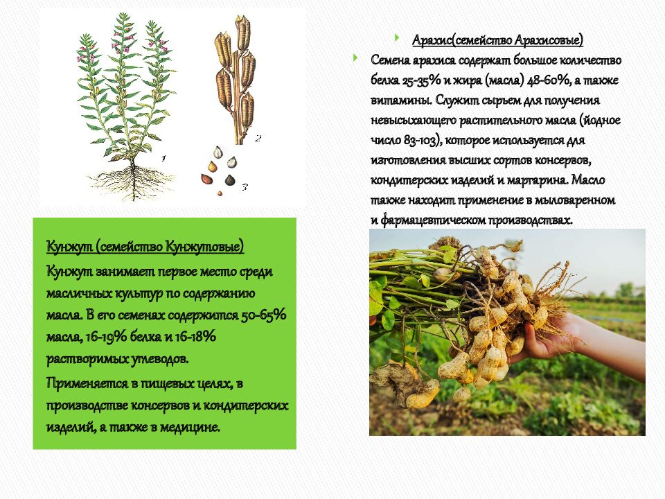 Технические культуры