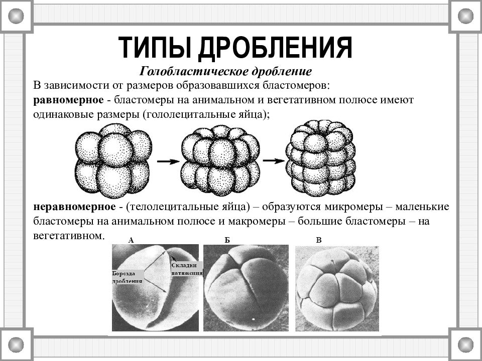 Характер дробления. Типы дробления по размеру бластомер. Типы дробления зиготы в рисунках. Полное равномерное (голобластическое) дробление. Тип дробления вид бластулы.