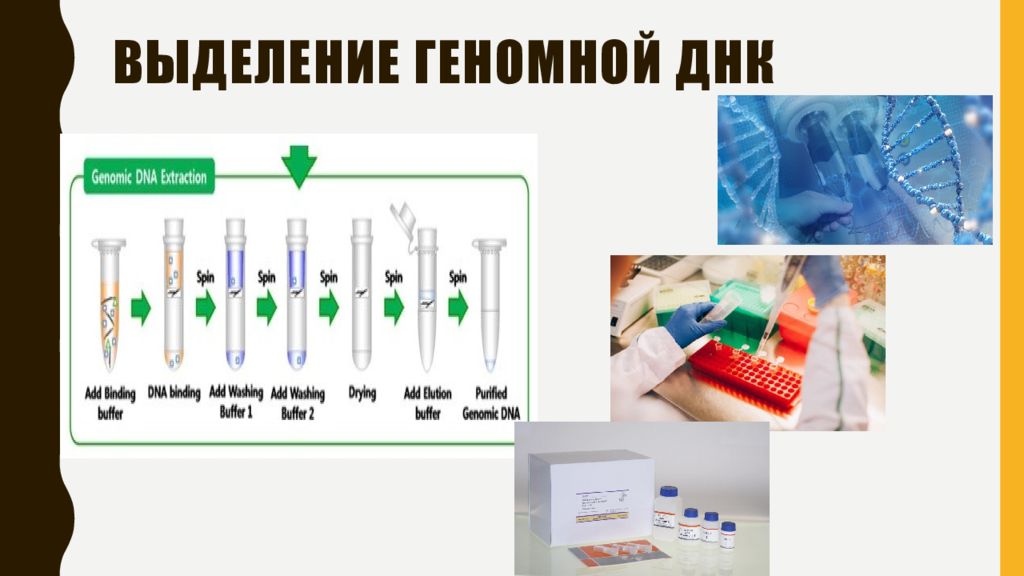 Выделение днк. Выделение геномной ДНК. Методика выделения геномной ДНК. Выделение ДНК В лаборатории. ДНК, выделенная из клеток.