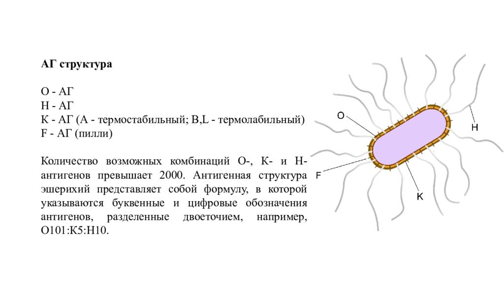 Строение кишечной палочки рисунок