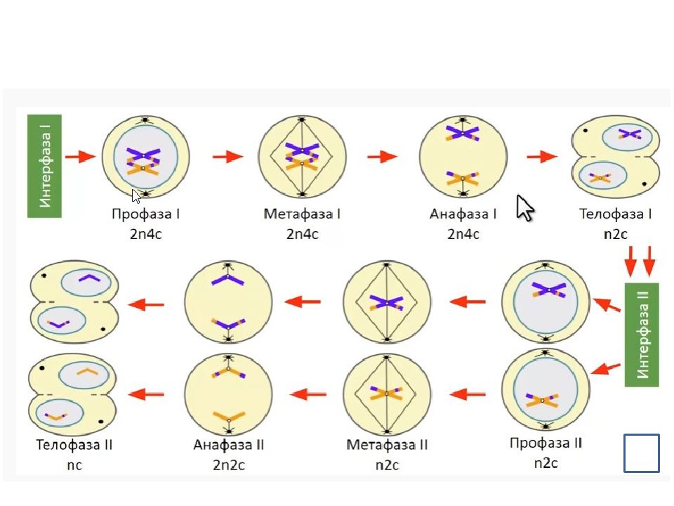 Как отличить мейоз 2 от митоза по рисунку