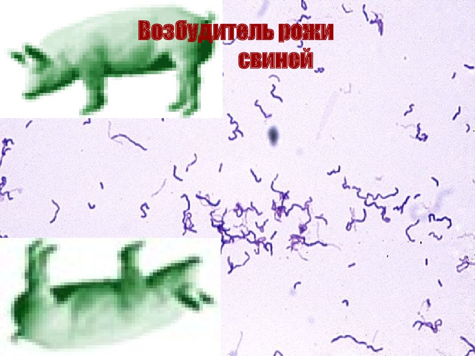 Возбудитель рожи свиней