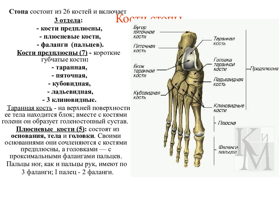 Кости стопы рисунок с подписями