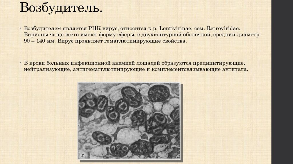 Инан лошадей презентация