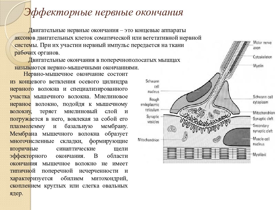 Шесть нервно