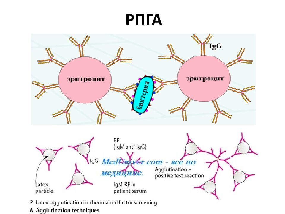 Реакция пассивной гемагглютинации. РПГА. Схема реакции пассивной гемагглютинации. РПГА микробиология механизм.