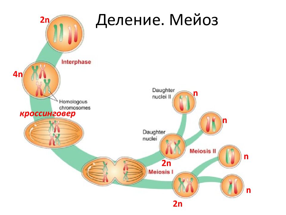 Кроссинговер хромосом в мейозе. Мейоз с кроссинговером схема. Кроссинговер в мейозе 2. Кроссинговер фаза мейоза. Кроссинговер стадия мейоза.