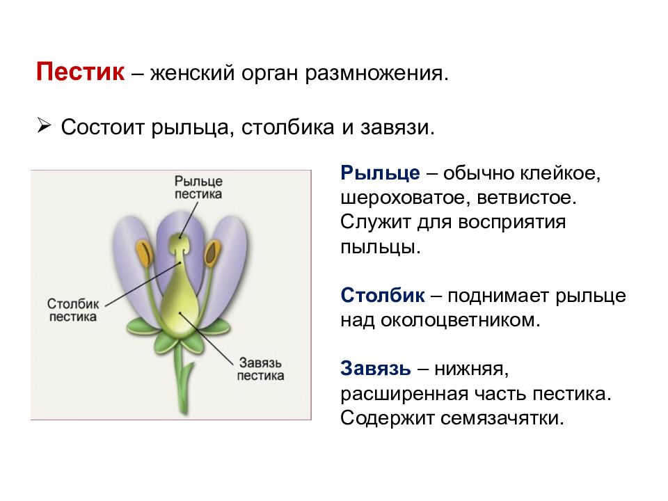 Главными частями цветка являются. Пестик рыльце завязь. Завязь пестика рыльце пестика. Из чего состоит завязь пестика. Из чего состоит завязь цветка.