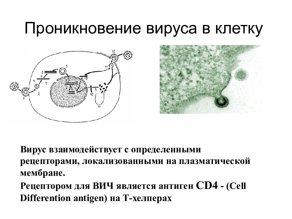 Как вирус проникает в клетку. Проникновение вируса в клетку. Способы проникновения вируса в клетку. Механизм проникновения вируса в клетку. Вирус проникает в клетку.