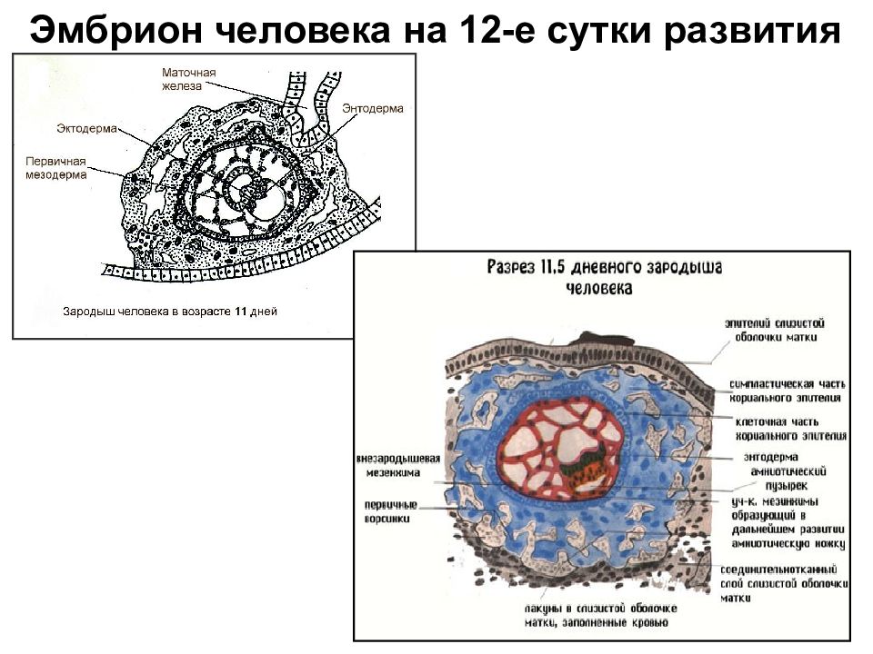 Зародыш человека схема