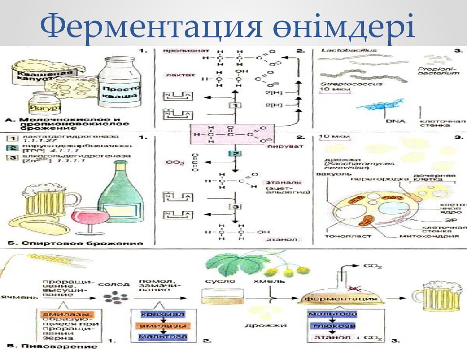 Функция ферментации. Ферментация. Ферментация презентация. Ферментации.