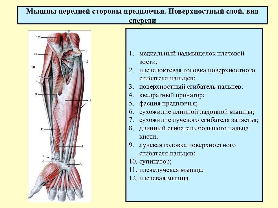 Мышцы предплечья картинки