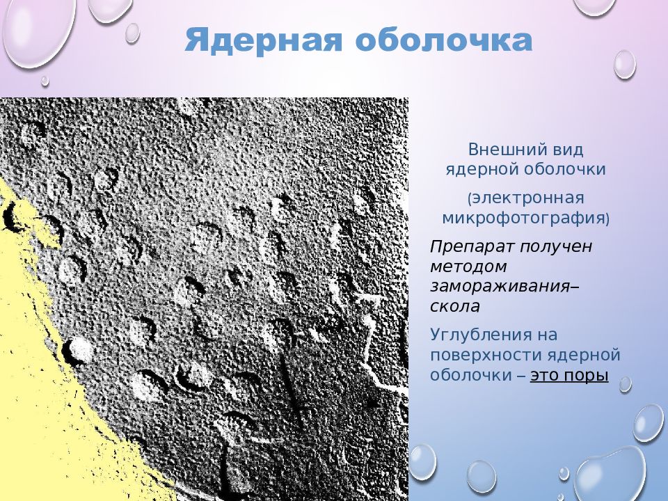 Ядерная мембрана. Ядерная оболочка внешний вид. Виды ядерной оболочки. Ядерная оболочка осуществляет. Ядерная оболочка НМ.