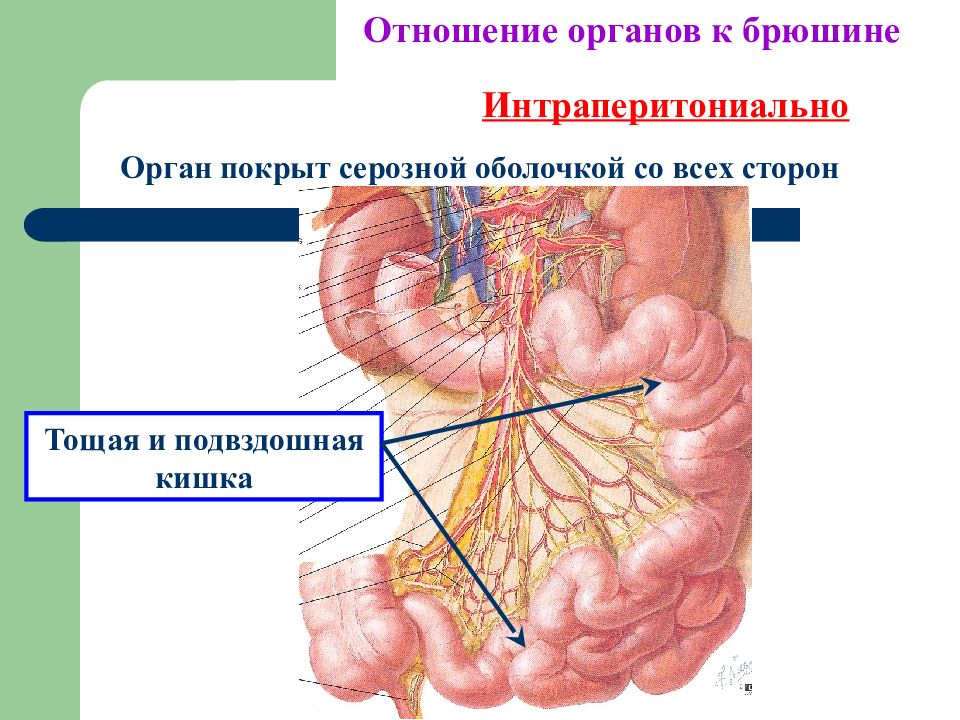 Отношение органов. Тощая и подвздошная кишка анатомия. Тощая подвздошная отношение к брюшине. Тощая кишка отношение к брюшине. Брыжейка тощей и подвздошной кишки.