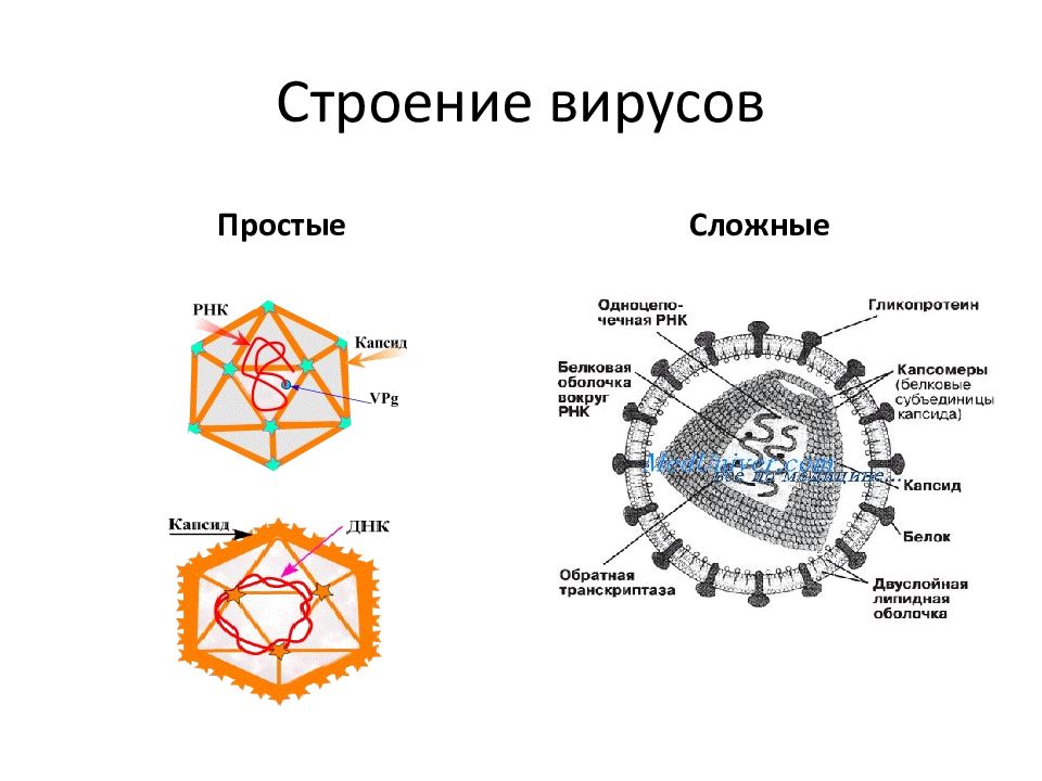 Схема строения простого вируса