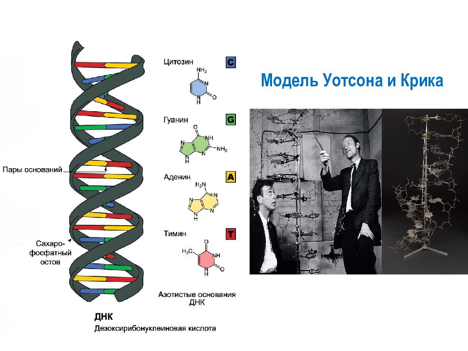 Открытые структуры днк. Модель ДНК Уотсона и крика. Структура ДНК Уотсон и крик. Модели двойной спирали ДНК крика и Уотсона. Строение ДНК модель Уотсона крика.