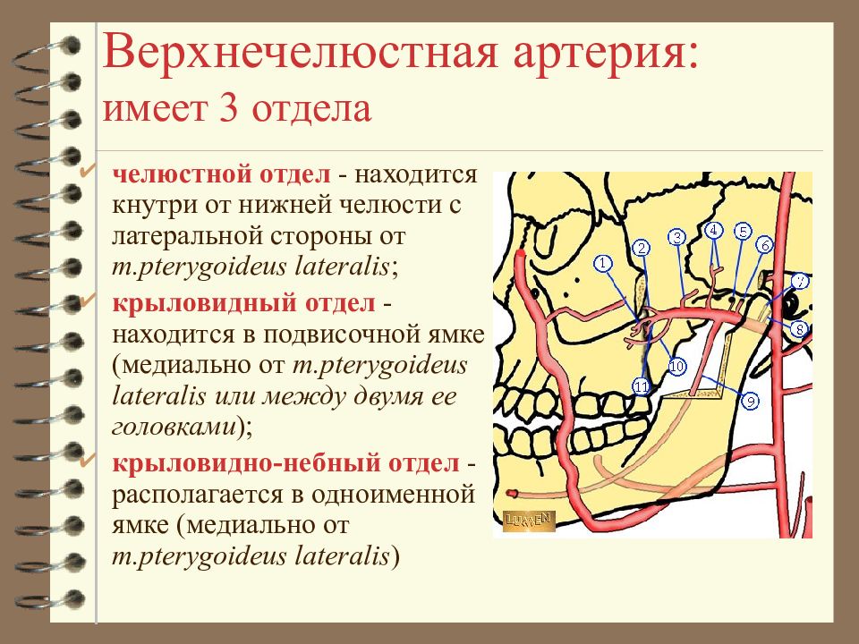 Ветви верхнечелюстной артерии схема