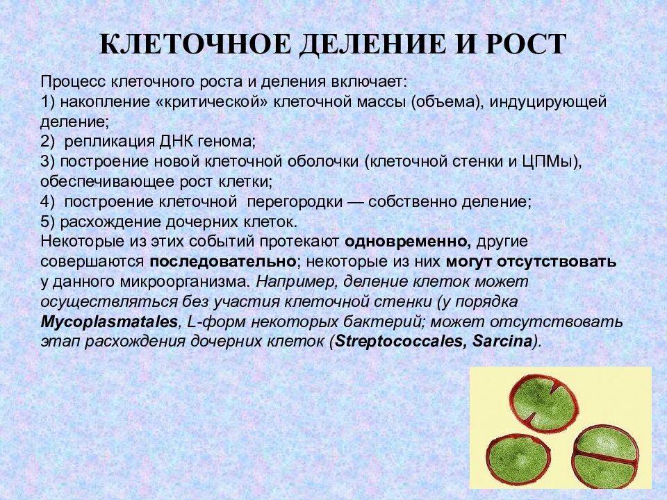 Обеспечивают рост клетки. Микробиологические аспекты биотехнологии. Процессы в клетке. Рост клеточной стенки. Формирование и рост клеточной оболочки.