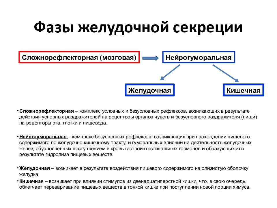 Схема желудочной фазы регуляции желудочной секреции