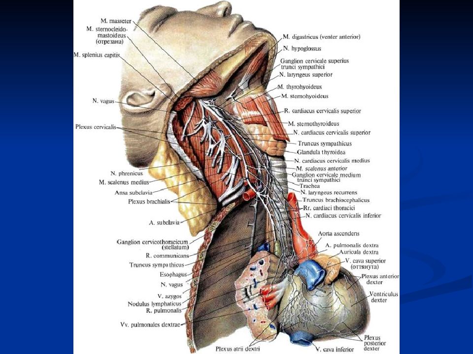 Узлы шейного отдела симпатического ствола