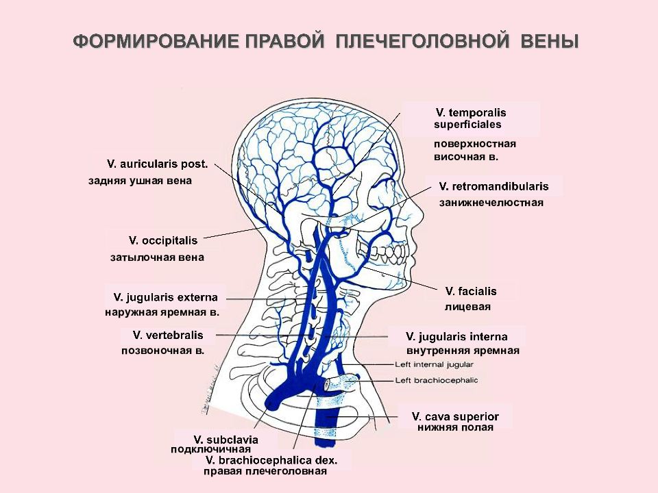 Внутренней яремной вене. Передняя яремная Вена анатомия притоки. Внутренняя яремная Вена собирает кровь от. Внутренняя яремная Вена притоки. Внутренняя яремная Вена анатомия притоки.