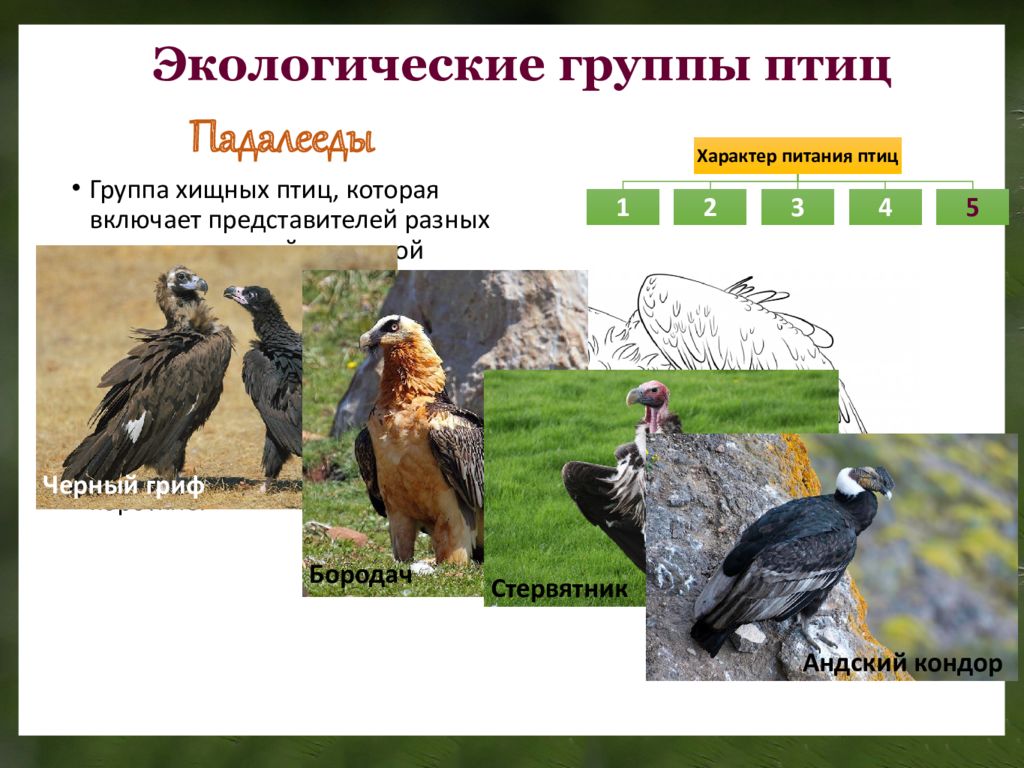Сообщение экологические группы птиц. Падалееды птицы. Экологические группы птиц птиц. Представители группы птицы. Экологичиский вит птиц.