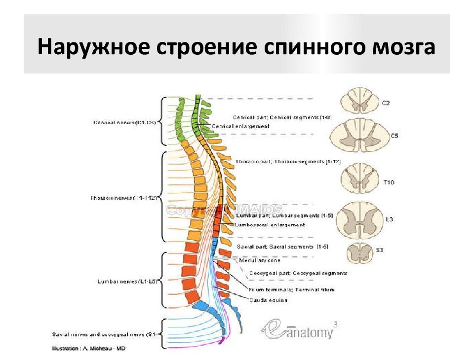 Передний столб спинного мозга. Наружное строение спинного мозга. Шейное утолщение спинного мозга. Спинной мозг анатомия и физиология.
