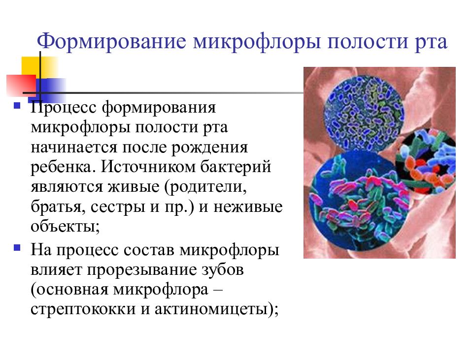 Презентация на тему микрофлора полости рта