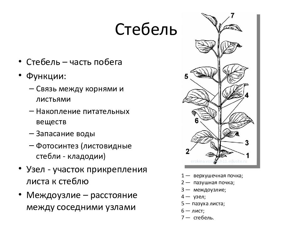 Тест строение стебля 6