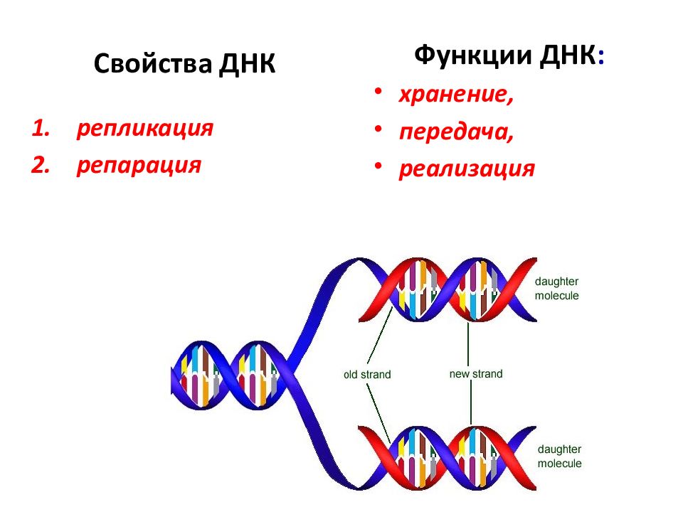 Характеристика структуры днк. Строение ДНК репликация функции. Строение свойства и функции ДНК. Функции репликации ДНК. Строение и функции ДНК. Репликация ДНК..