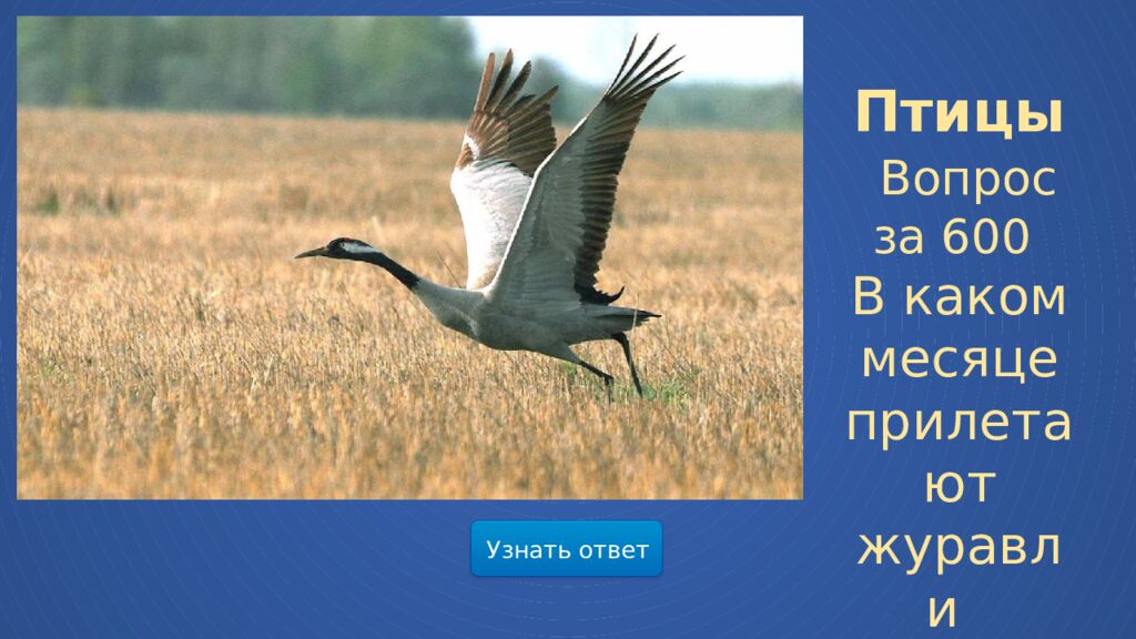 Мир весенней природы