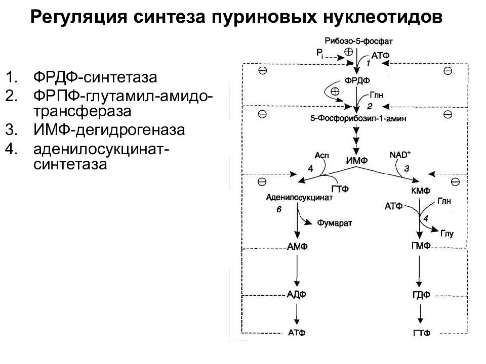 Синтез нуклеотидов. Регуляторные ферменты синтеза пуриновых нуклеотидов. Регуляция синтеза пуриновых нуклеотидов. ФРДФ синтетаза. Схема синтеза пуриновых нуклеотидов.