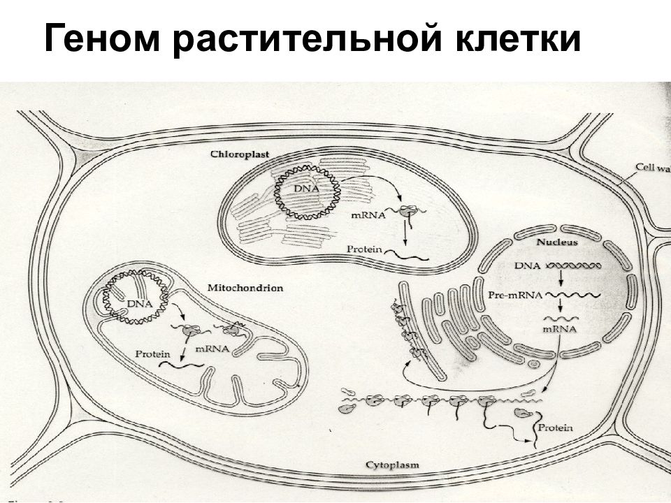 Геном растений