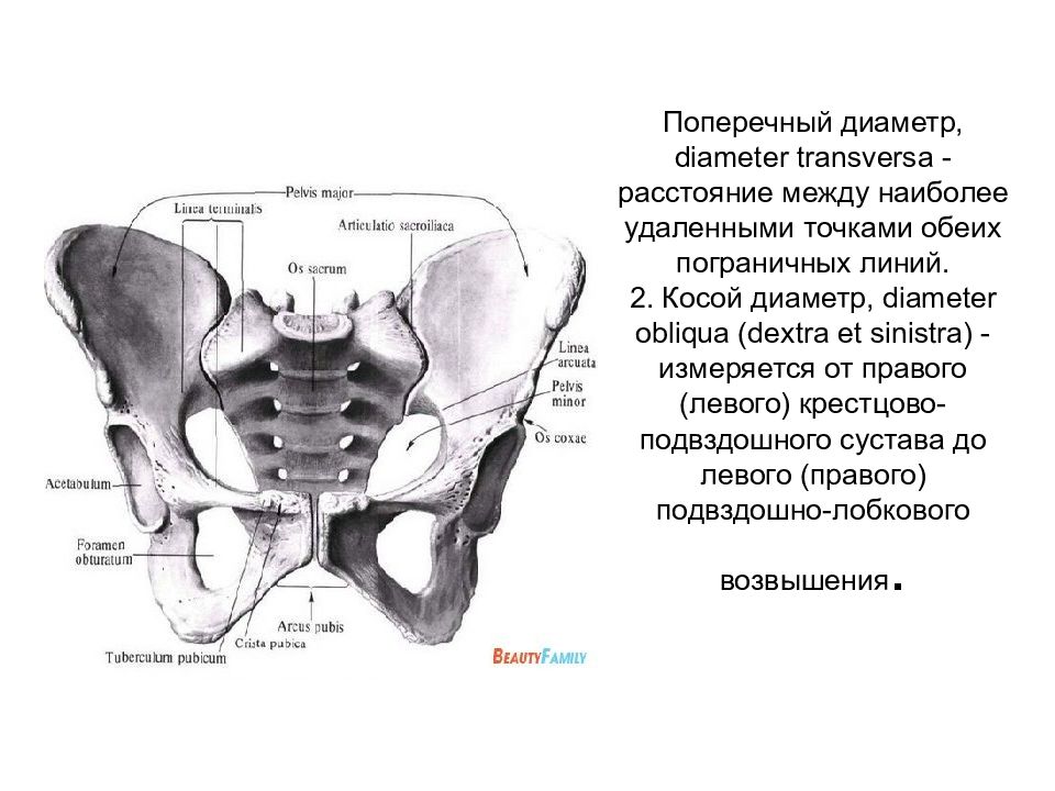 Поперечный диаметр. Пограничная линия таза анатомия. Анатомия таза с акушерской точки. Строение женского таза с акушерской точки. Подвздошно лонное возвышение.