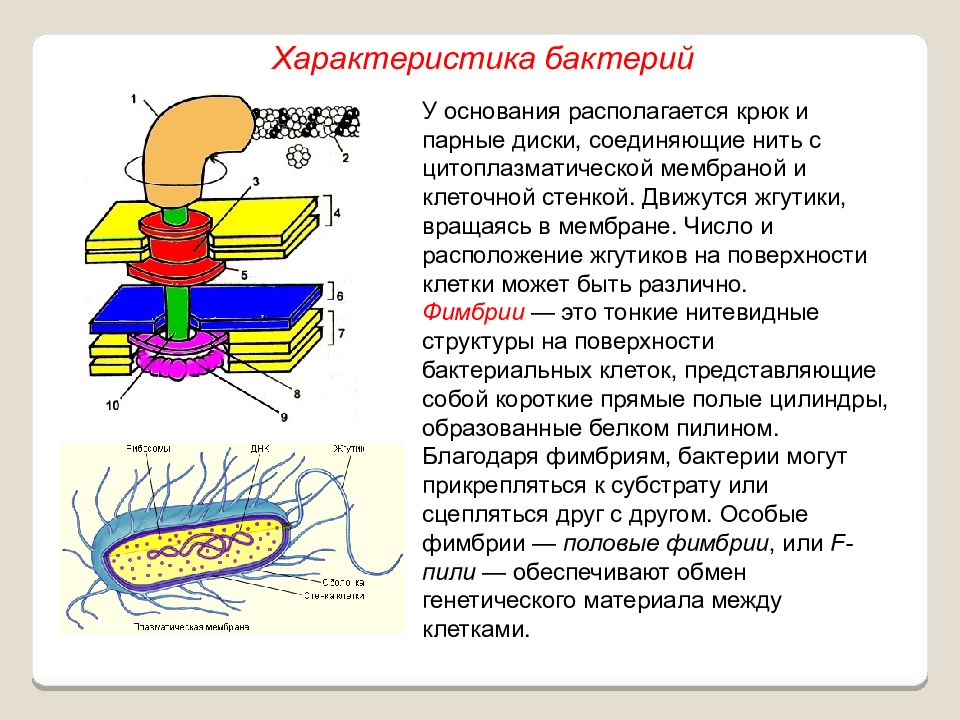 Характеристика бактерий. Клеточная стенка прокариот. Особенности бактерий. Краткая характеристика бактерий.