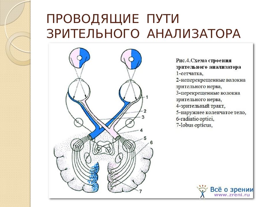 Зрительный анализатор нормальная физиология презентация