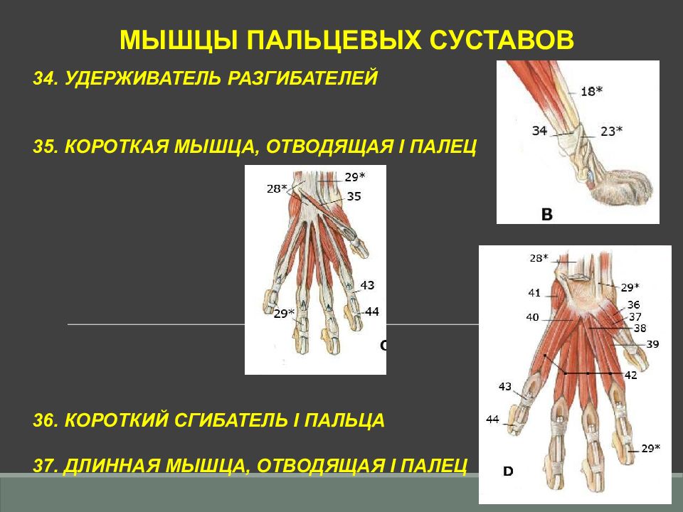 Наличие трех пар конечностей на груди. Удерживатель разгибателей. Удерживатель сгибателей пальцев. Мышцы пальцев. Общий сгибатель пальцев мышца.