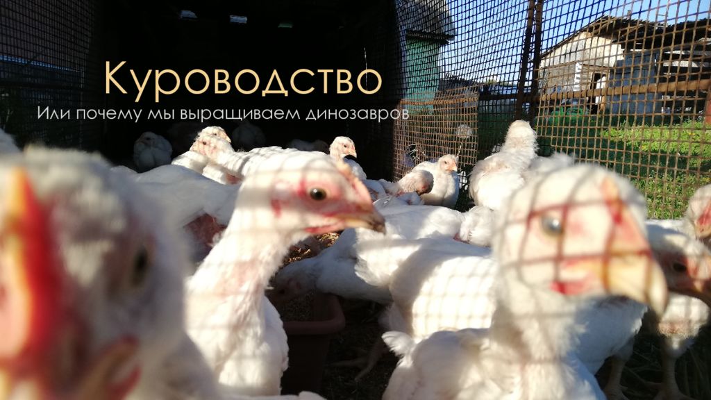 Куроводство