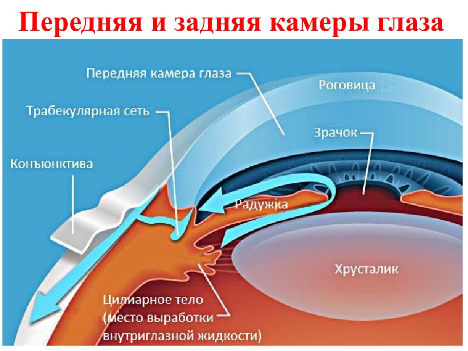 Гидродинамика глаза. Схема оттока внутриглазной жидкости. Строение глаза задняя водянистая камера. Пути оттока внутриглазной жидкости анатомия. Основной путь оттока внутриглазной жидкости.