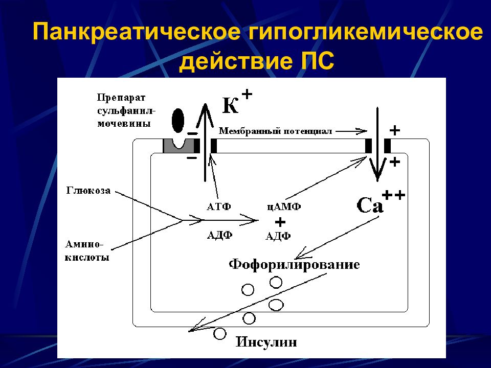 Моноинсулин чр. Точки приложения гипогликемических средств. Гипогликемическое действие. Моноинсулин МК Продолжительность действия. Гипогликемический эффект осуществляет.