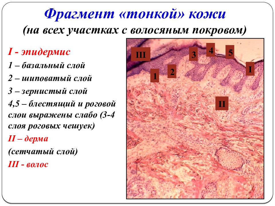 Тончайшее отличие. Слои эпидермиса толстой кожи. Строение толстой и тонкой кожи. Толстая кожа и тонкая кожа гистология.