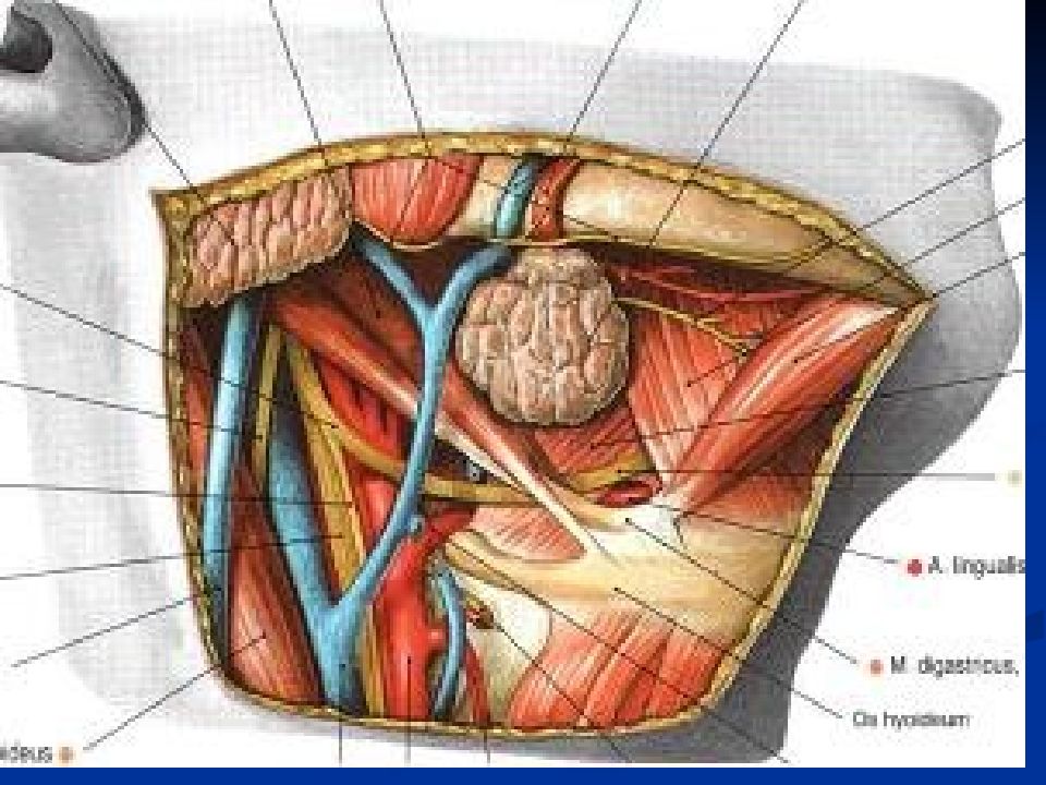 Сосудисто нервный пучок. Треугольник Пирогова топография. Треугольник Пирогова топографическая анатомия. Фасции треугольника Пирогова. Подчелюстной треугольник Пирогова.