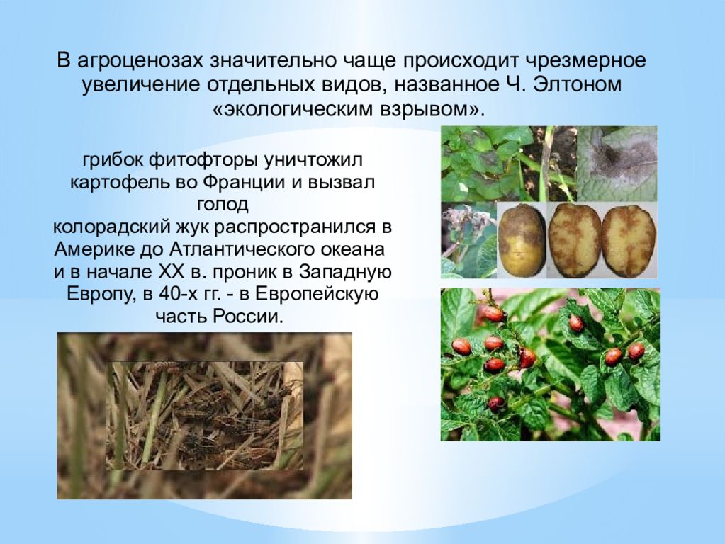 Какие отношения между лебедой и картофелем. Какие отношения между лебедой и картофелем. Значение картофеля картофеля. Сорт картошки фаворит. Какие отношения между лебедой и картофелем.