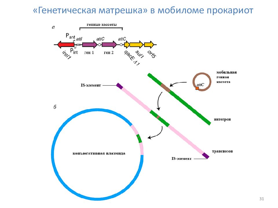 Генетический материал прокариот. Интегроны это в микробиологии. Интегроны у бактерий это. Плазмиды и транспозоны. Плазмиды Интегроны транспозоны.