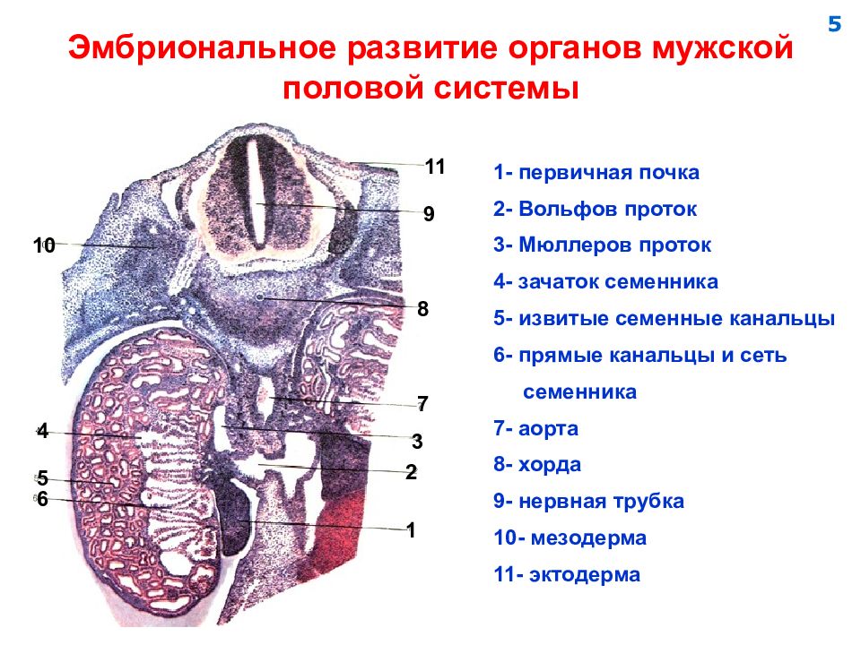 Презентация женская и мужская половая система