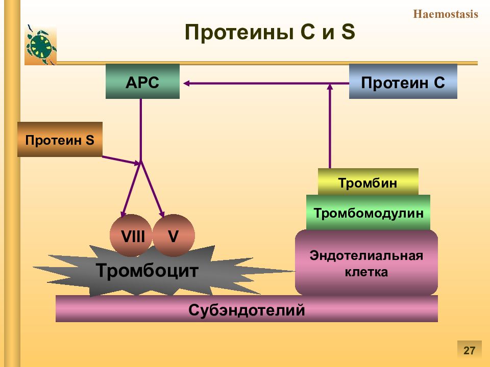 Патофизиология гемостаза презентация