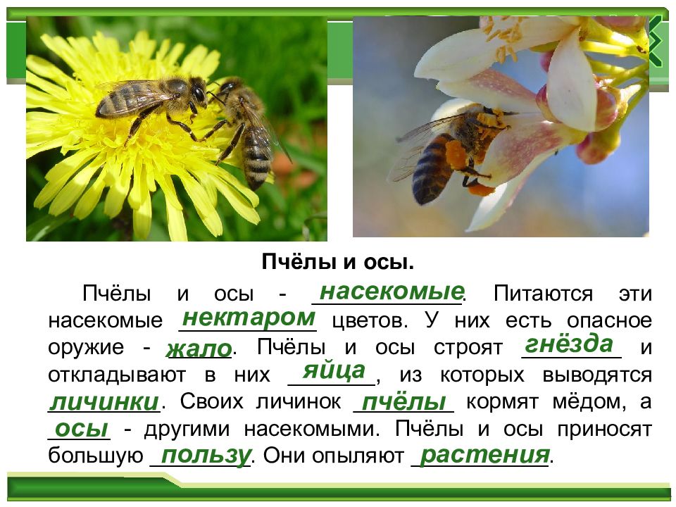 Есть слово ос. Пчела и Оса. Пчела описание. Сравнение пчелы и осы. Пчела описание насекомого.
