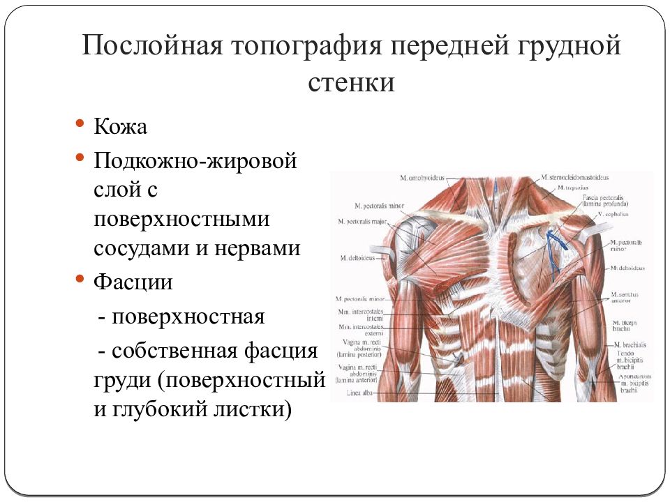 Топографическая анатомия грудной клетки презентация