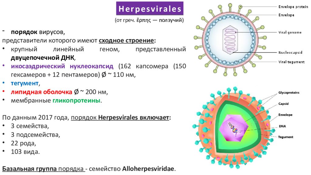 Herpes simplex 1 и 2. Вирус простого герпеса 1 типа строение. Схема строения вируса герпеса. Вирус простого герпеса 2 типа строение. Строение вириона герпесвирусов.